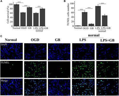 Ginkgolide B Alleviates Learning and Memory Impairment in Rats With Vascular Dementia by Reducing Neuroinflammation via Regulating NF-κB Pathway